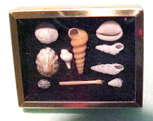 Dollhouse Miniature Shadow Box W/Shell Collection, White